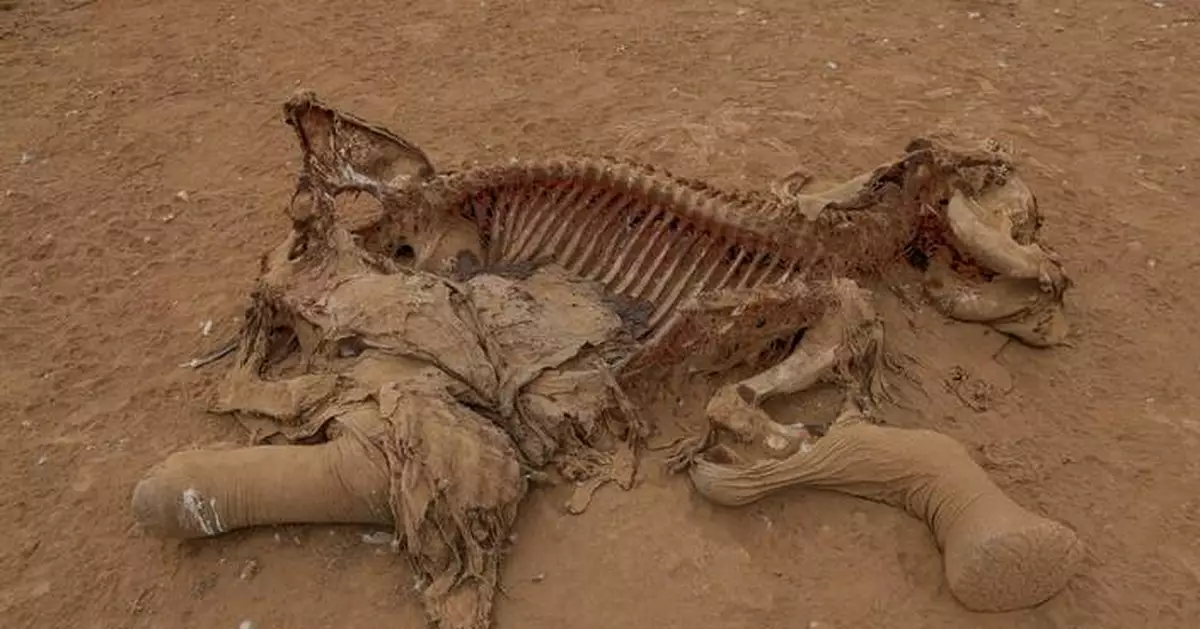 Farmers in Kenya dispute that cyanide poisoning could have killed 15 elephants