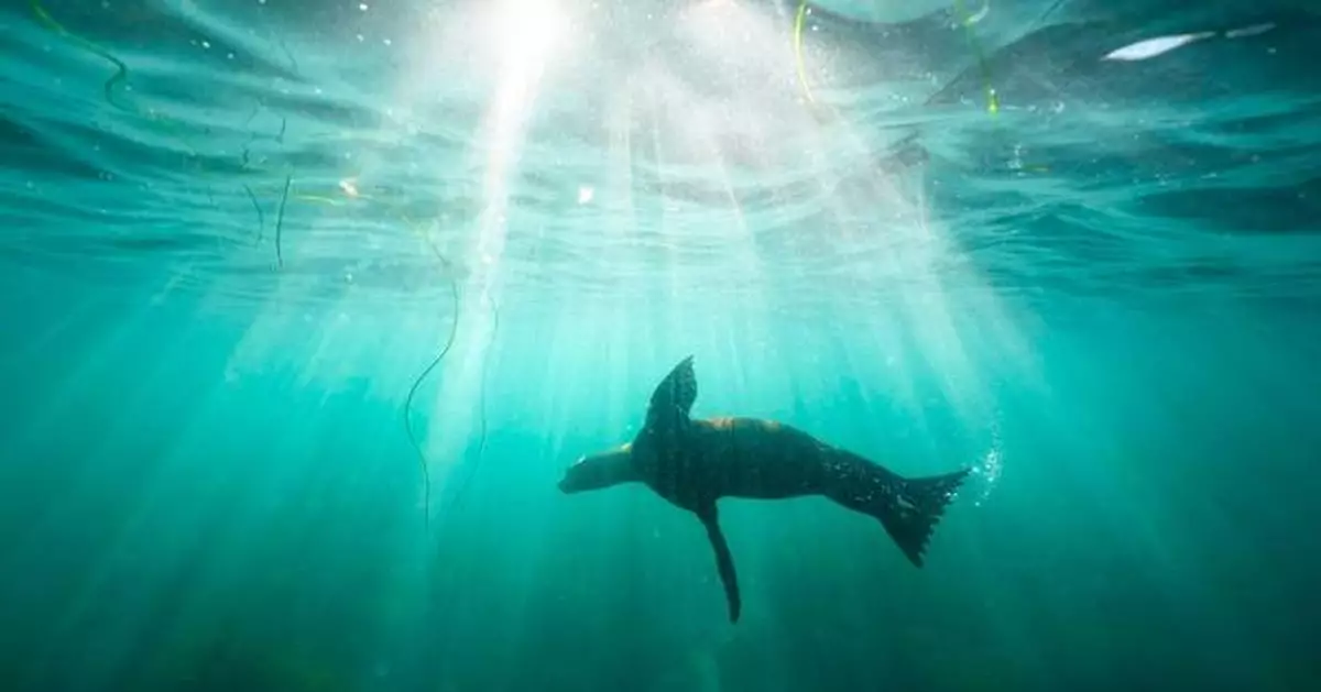 San Diego man pleads guilty to kicking protected sea lion in an attack caught on video