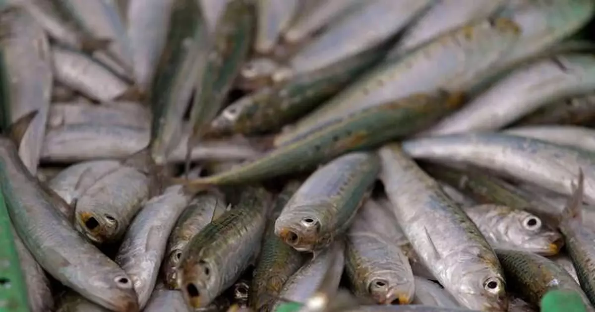 Scientists investigate if a herpes virus is behind the mass deaths of sardines off South Africa