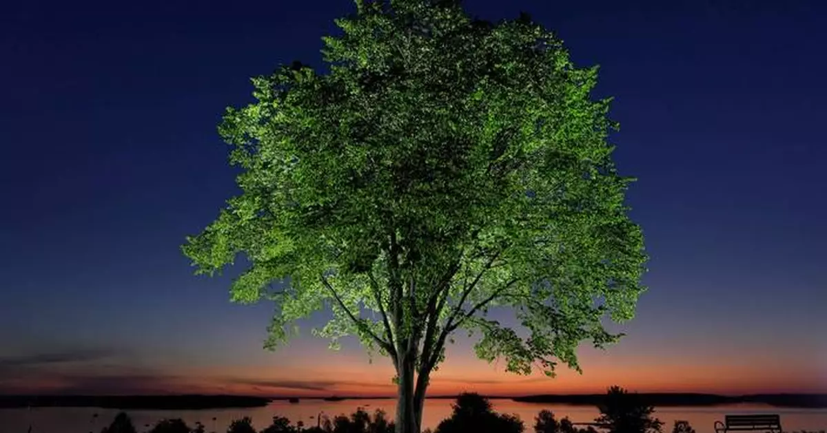 A new generation of elm trees could be equipped to beat the disease that killed the parents