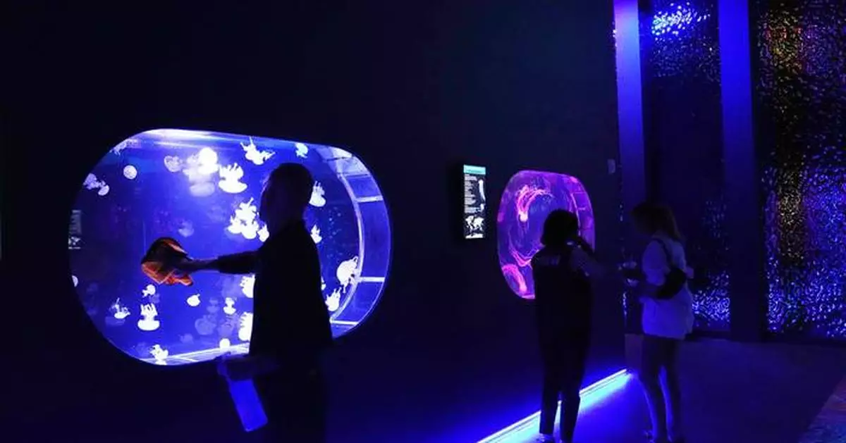 Mesmerizing jellyfish take center stage at 1st US museum dedicated solely to the floating predators