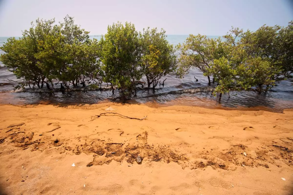 Dark oil residue stains the water and shoreline around mangrove trees on Qeshm Island, Iran, Thursday, Aug. 13, 2026, amid ongoing wartime attacks on vessels and infrastructure in and around the Strait of Hormuz, though the spill's source has not been independently determined.(Amirhosein Khorgooi/ISNA via AP)
