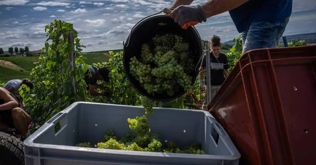 Champagne growers race to preserve quality in record-early harvest
