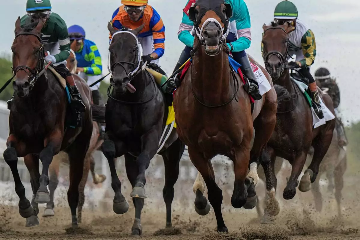 FILE - Taj Mahal and other horses compete during the 151st running of the Preakness Stakes horse race, May 16, 2026, at Laurel Park in Laurel, Md. (AP Photo/Julia Demaree Nikhinson, File)
