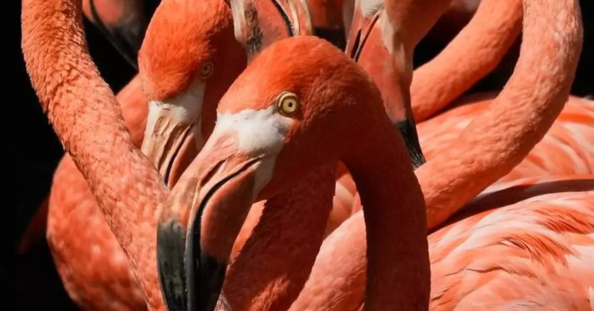 See the world in vertical: Top photos by AP photojournalists