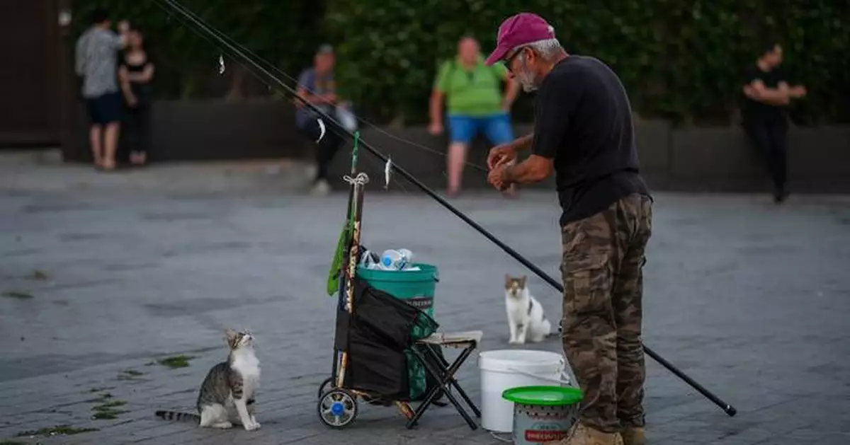 Photos of free-roaming cats that are part of daily life in Istanbul