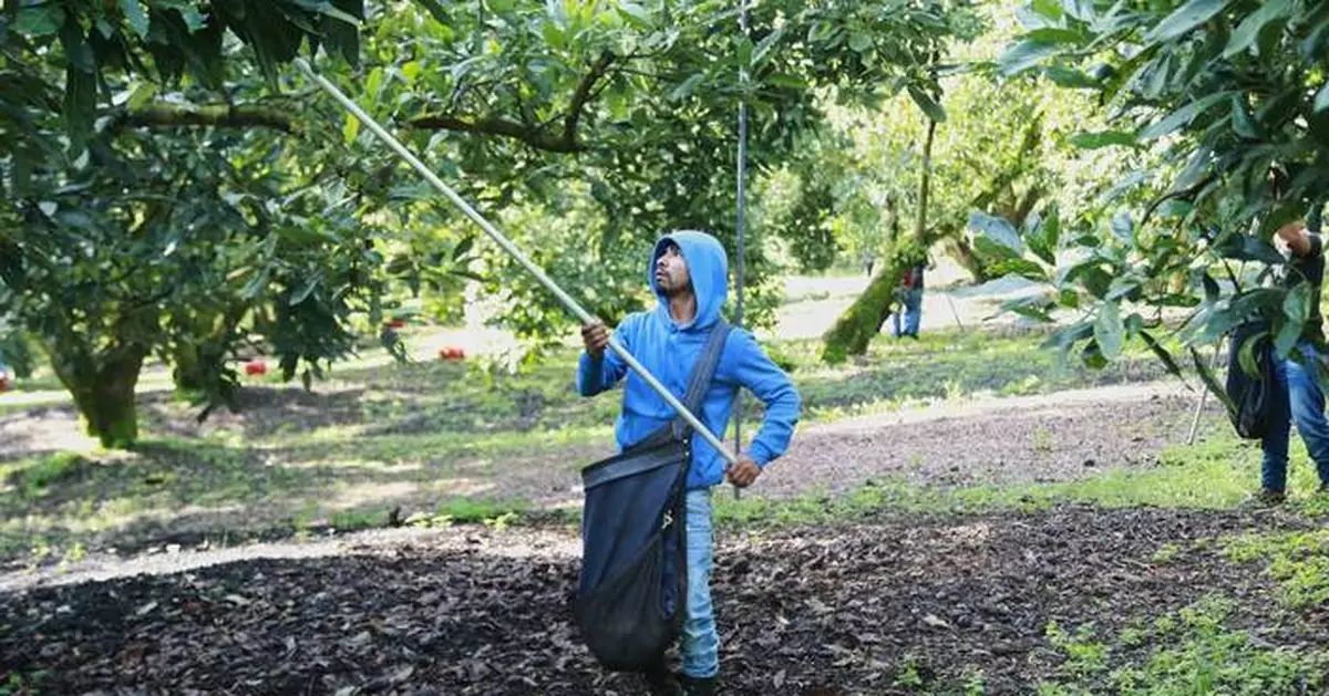 Avocado pickers in Mexico welcome restart of exports to US, but security fears remain