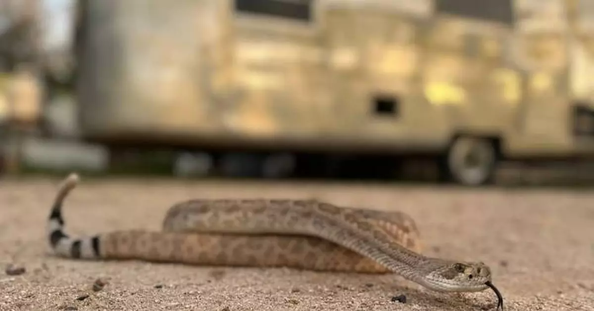 Leave it: Dog trainers help pets avoid poisonous snakes