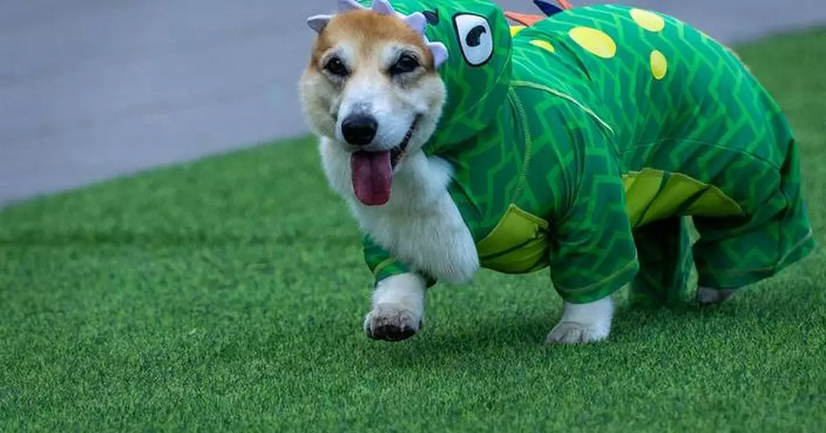 Corgis run, bark and sniff their way to glory at a growing international race