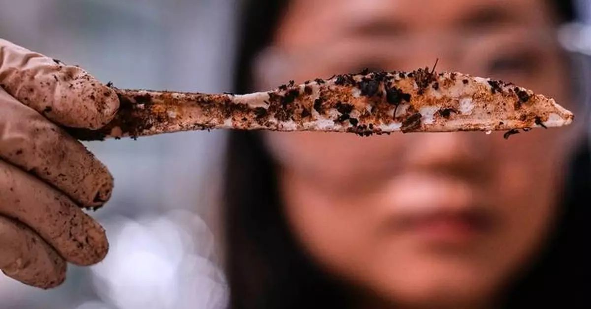 Traditional plastic forks shed harmful microplastics. Plastic created from sugar is an alternative