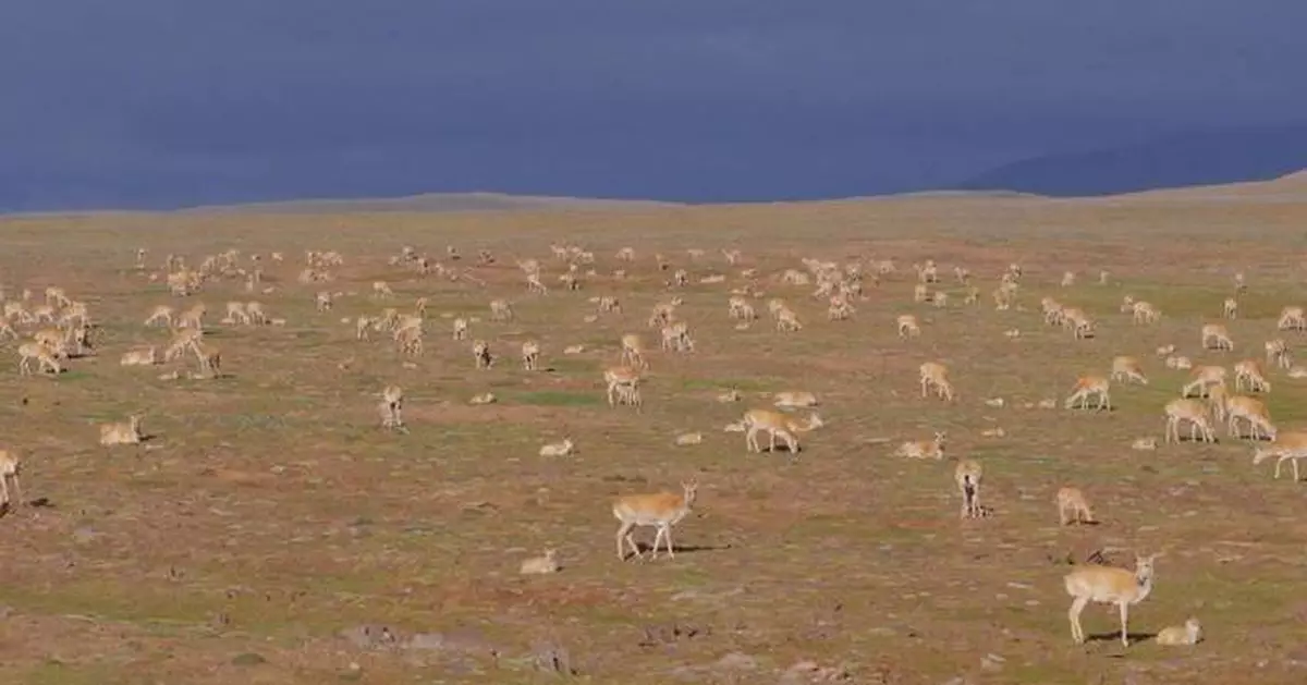Scientific expedition surveys Tibetan antelopes' calving in Qinghai