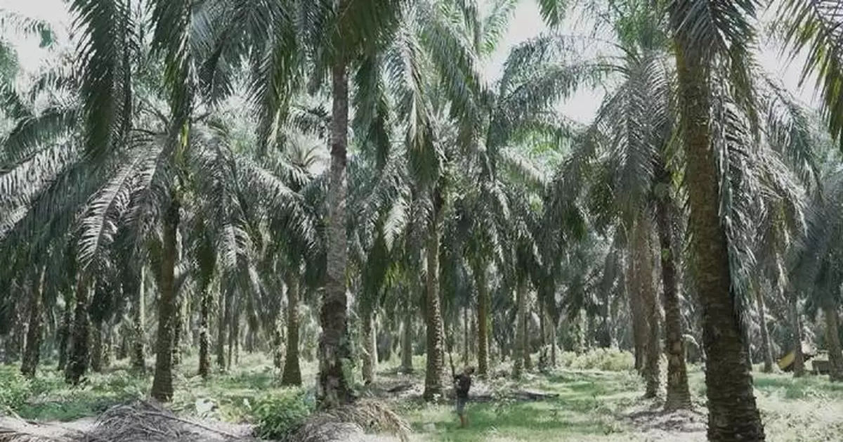 El Nino threatens to slash Indonesia's palm oil output by 2 million tonnes