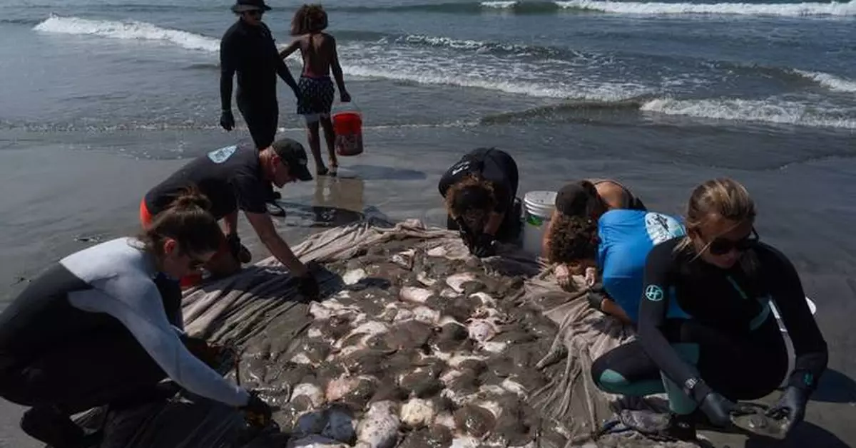 Stingray lashings up as marine heat wave off Southern California draws more to shore
