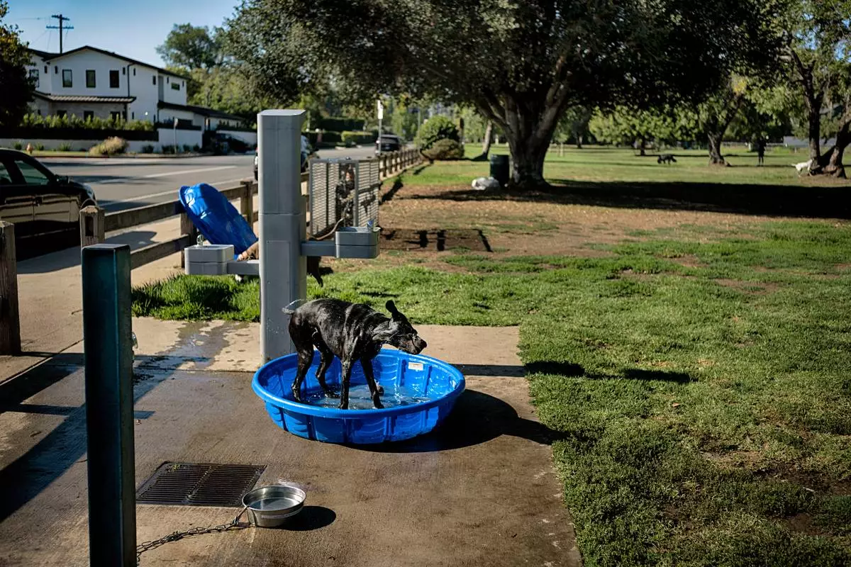 Rio, a 9-year-old German Shorthaired Pointer, cools off in a kiddie pool at Libbit Park in the Encino neighborhood of Los Angeles on Saturday, Aug. 1, 2026. (AP Photo/Richard Vogel)