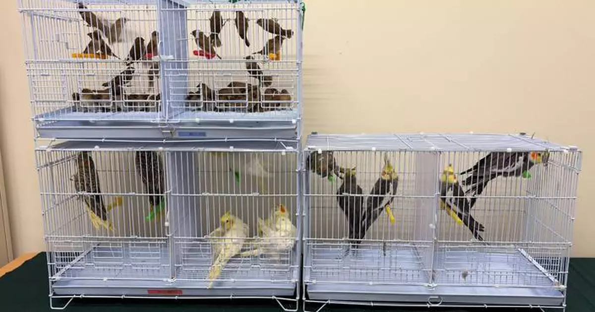 Hong Kong Customs Seizes 62 Illegally Imported Birds Worth $12,000 at Lok Ma Chau Control Point.