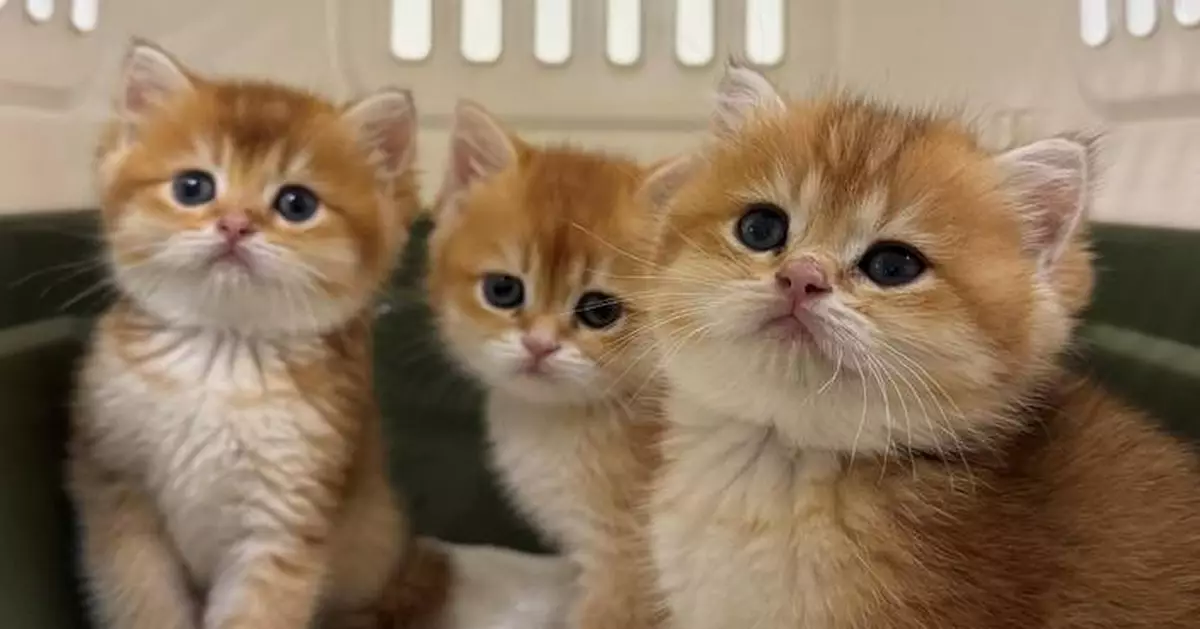 Customs Seizes Three Illegally Imported Cats Worth $30,000 at Hong Kong Control Point