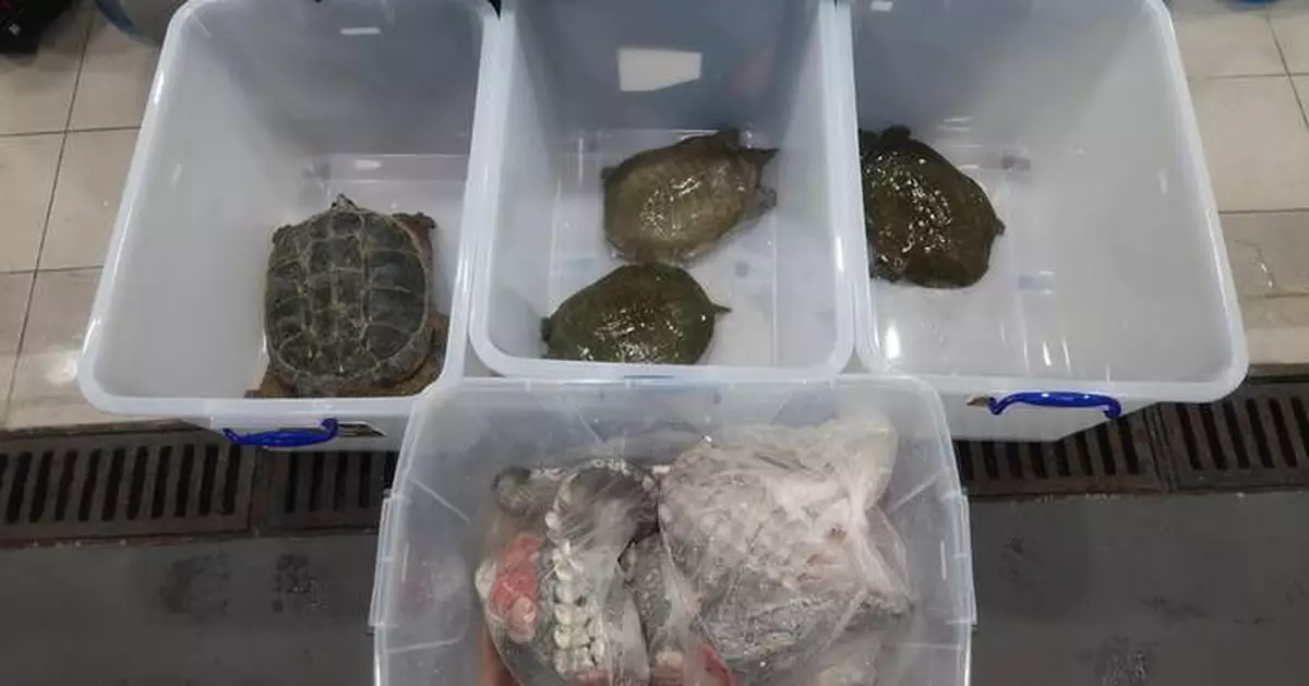 Hong Kong Customs Seizes Endangered Turtles and Crocodile Meat Worth $5,900 at Shenzhen Bay Control Point