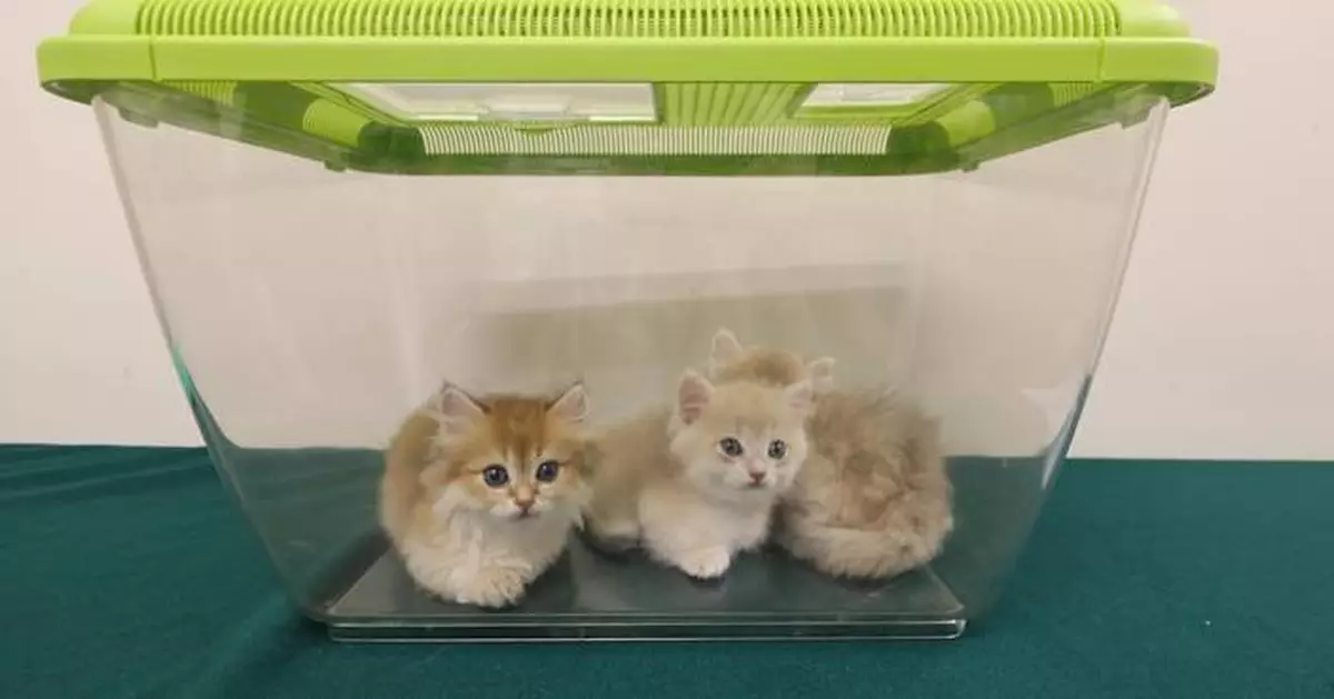 Customs Seizes Three Illegal Cats Worth $36,000 at Hong Kong Control Point