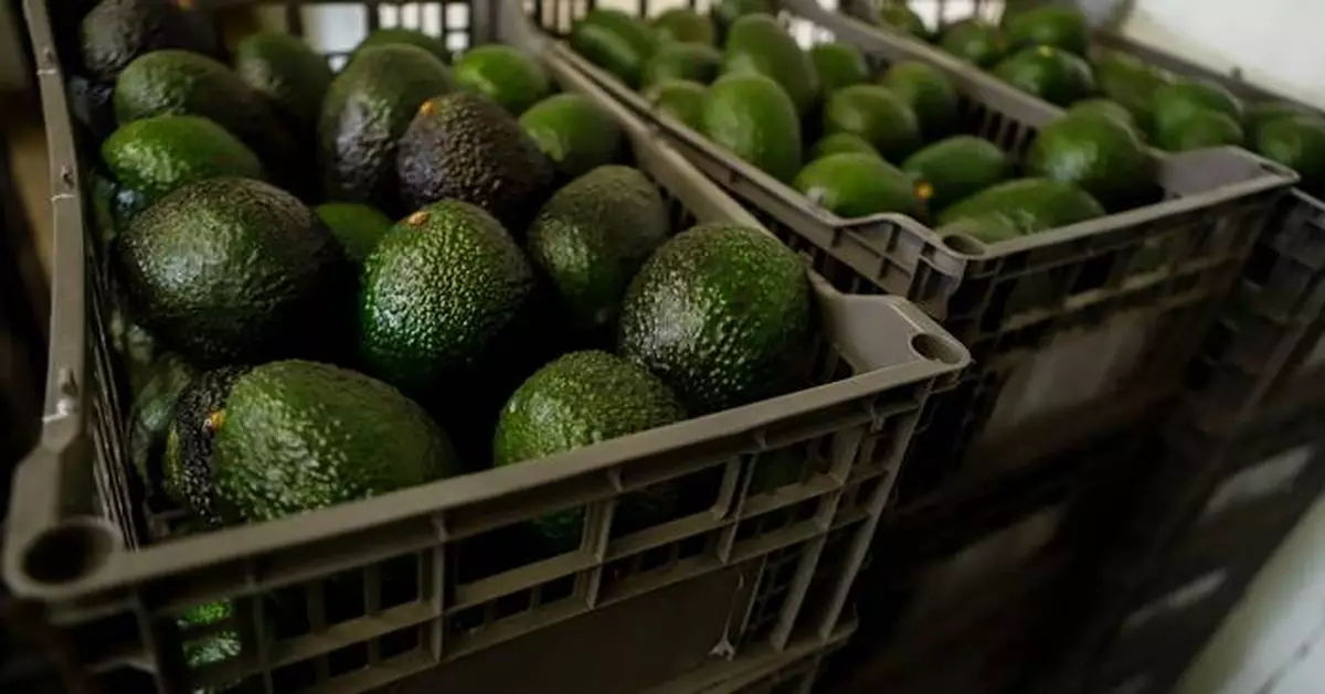 US suspends avocado inspections in Mexican state on Michoacan due to threat