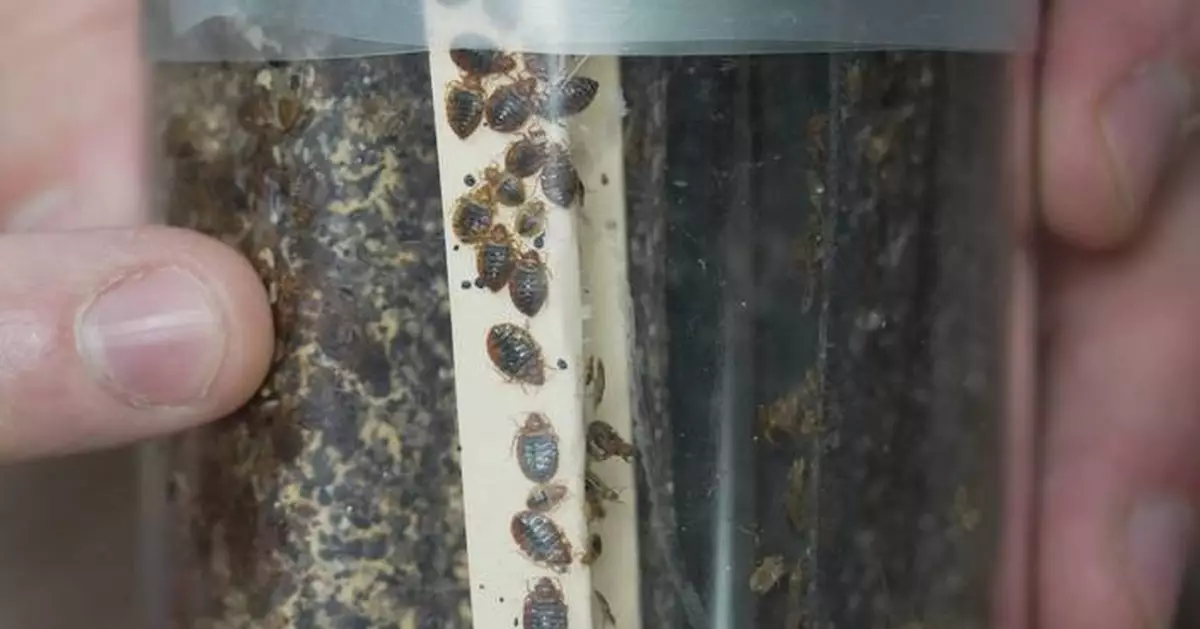 Bedbugs can cause people to lose sleep — and blood. Here's what to do about them