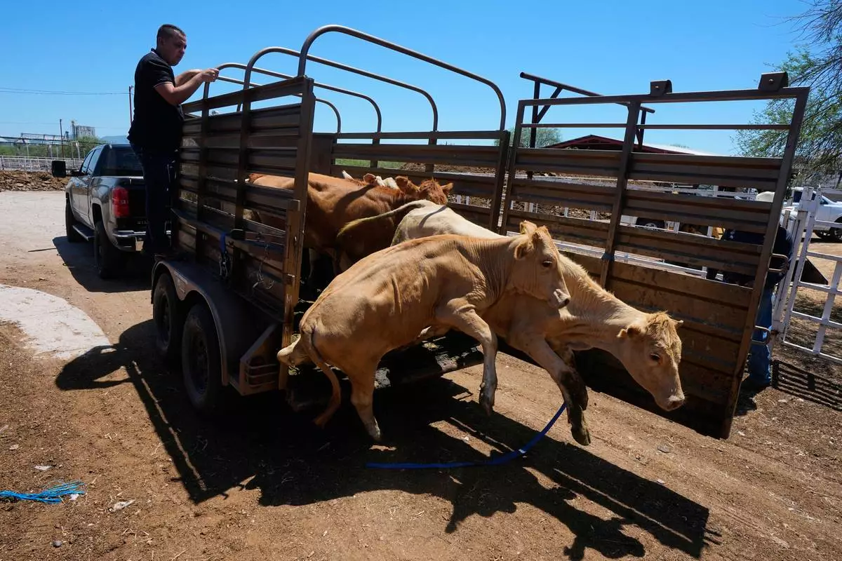 A rancher unloads calves at the pens of the regional cattle ranchers association ahead of the announced reopening of the U.S. border to Mexican cattle imports, in Hermosillo, Mexico, Monday, Aug. 17, 2026. (AP Photo/Fernando Llano)