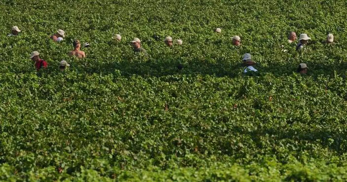 Extreme heat is reshaping Italy's sparkling wine industry with early harvests and nighttime picking
