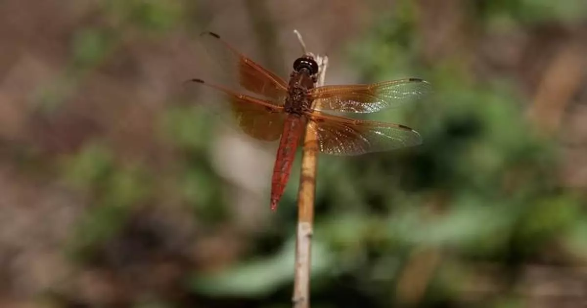 Unusual dragonfly swarms sweep across California after warm spring rains