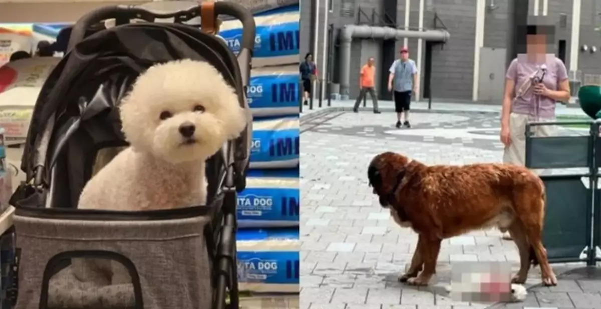 Yuen Long Dog Attack: Owner Watches Helplessly as 60kg Unleashed Aggressor Sinks Its Teeth into Her Bichon and Never Lets Go