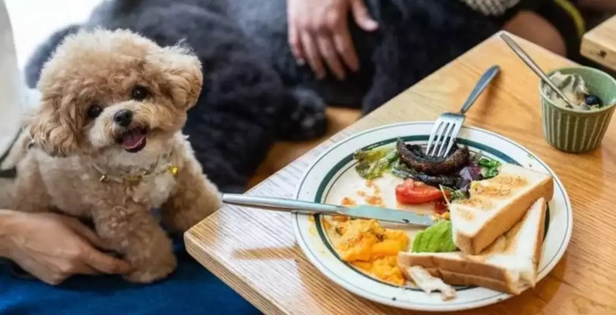 Allowing Dogs to Enter Restaurants Running Smooth in First Month