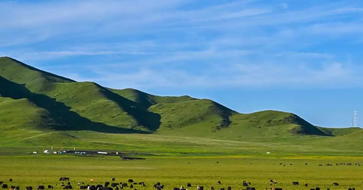 Beijing Review: Yaks and the revolution