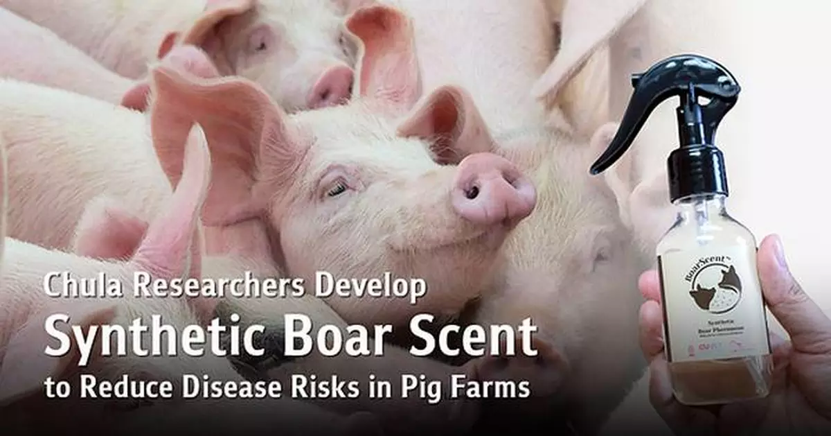 Chula Researchers Develop Synthetic Boar Scent Mimicking Natural Pheromones to Reduce Disease Outbreak Risks in Pig Farms