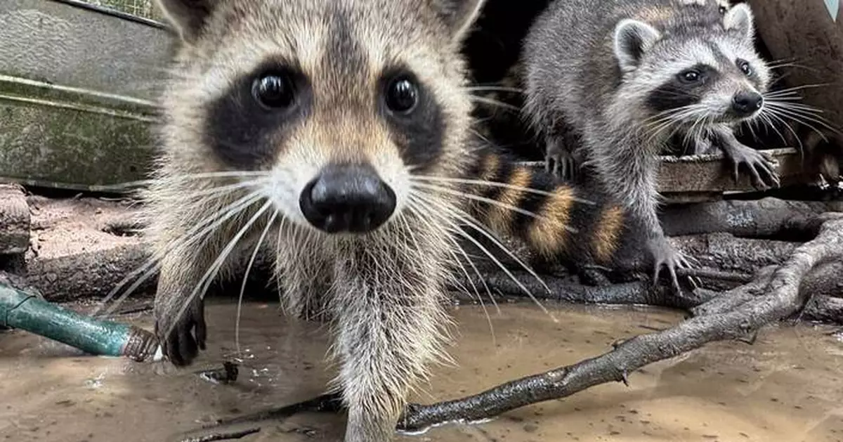 A raccoon boot camp in Mississippi teaches abandoned kits survival skills