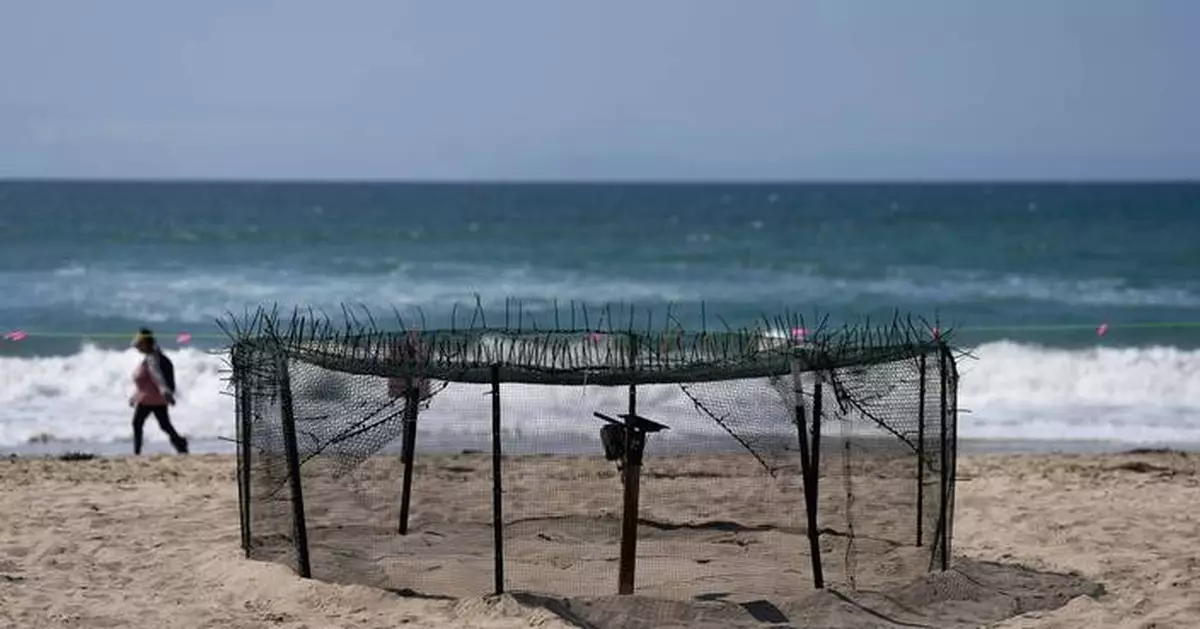 Agency says sea turtle eggs laid on California beaches are a first for the US West Coast