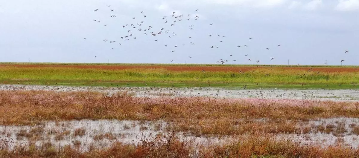 Through Cargill Currents, landowners in Texas received support to protect and restore playas. These shallow wetlands play a vital role in replenishing groundwater and maintaining watershed health.
