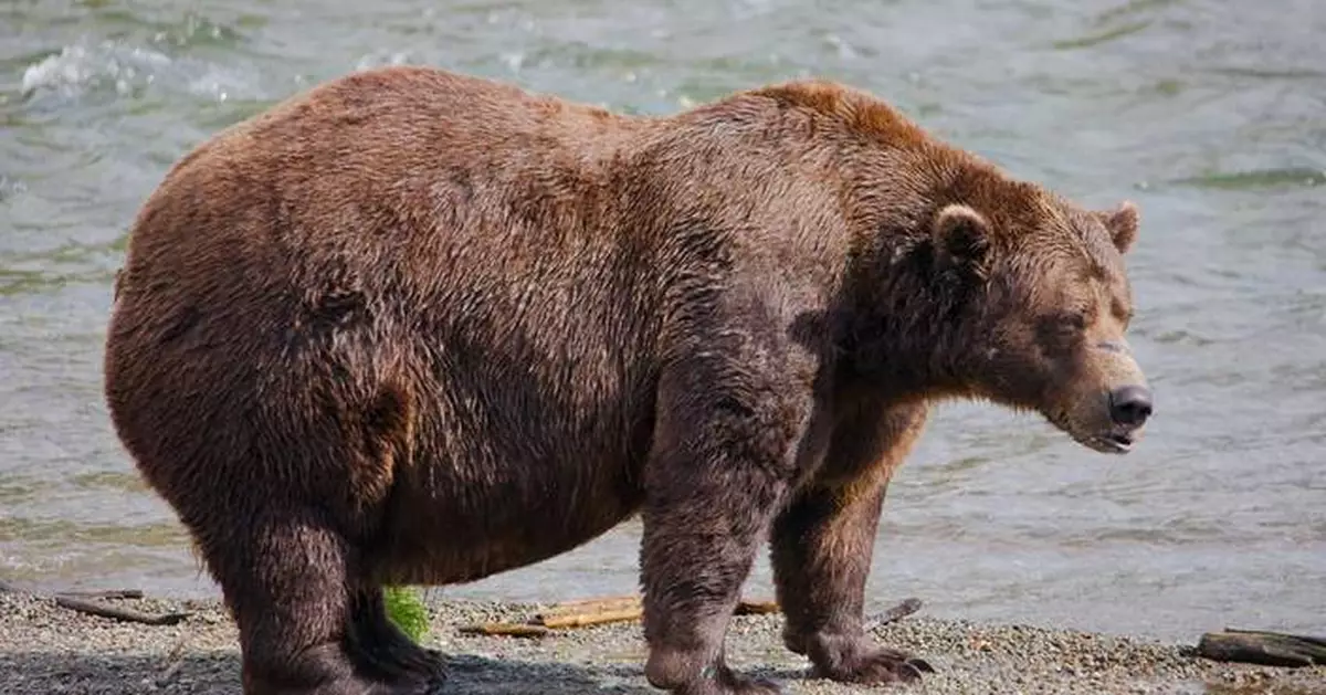 Fat Bear Week opens for Alaska’s heavyweight crown. Can Chunk, the 1,200-pound champ, win again?