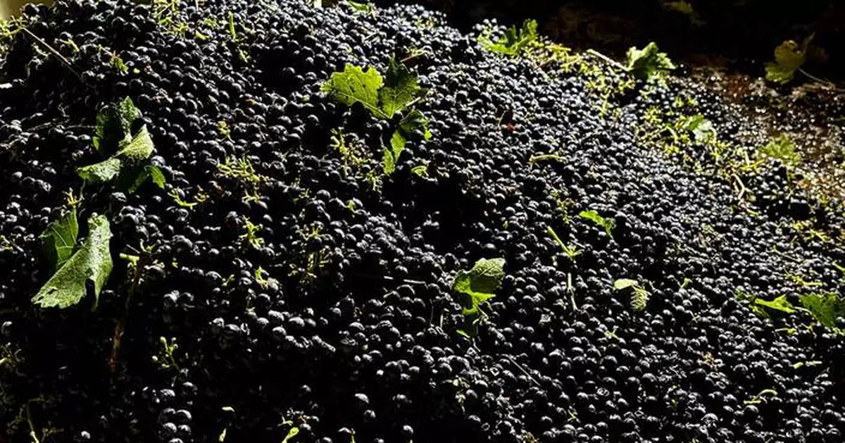 California farmers are struggling to sell grapes as demand for wine drops