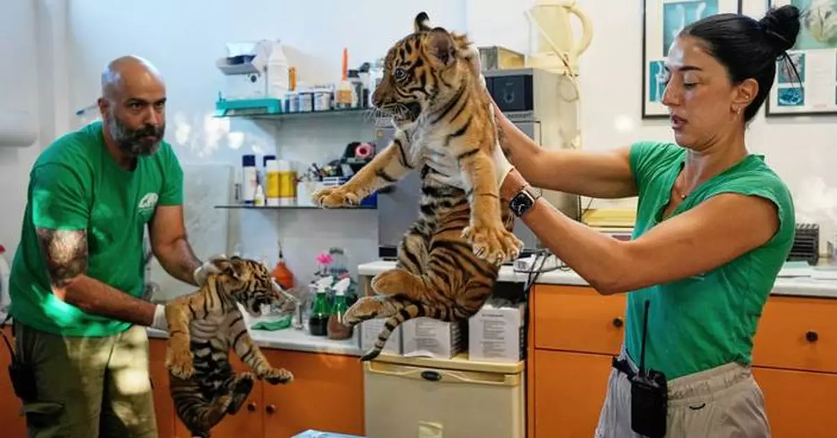 World's most endangered tigers born in Greece as zoos build a safety net