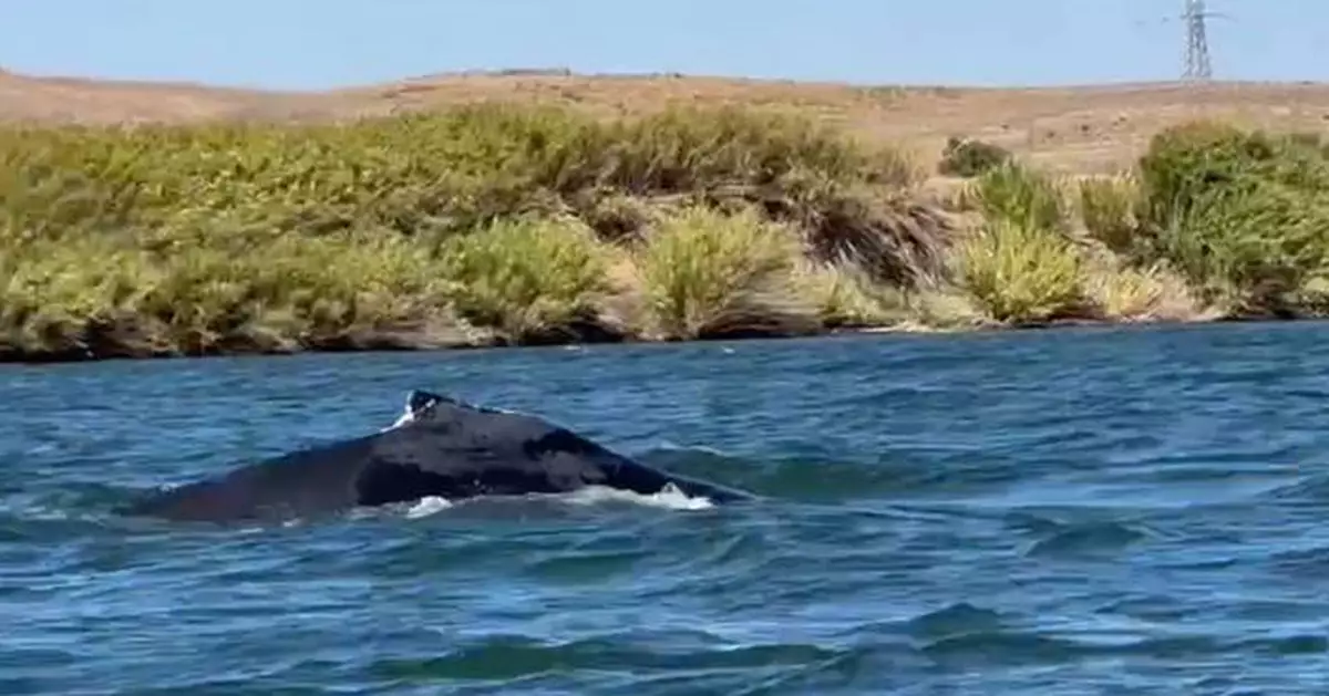 A humpback whale was spotted in a California river, 60 miles from its Pacific Ocean home