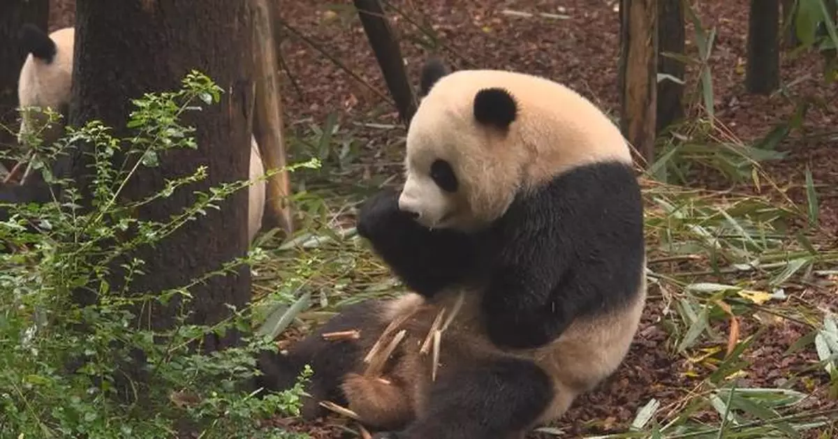Chinese specialists correct giant panda's crooked jaw in first-of-its-kind procedure