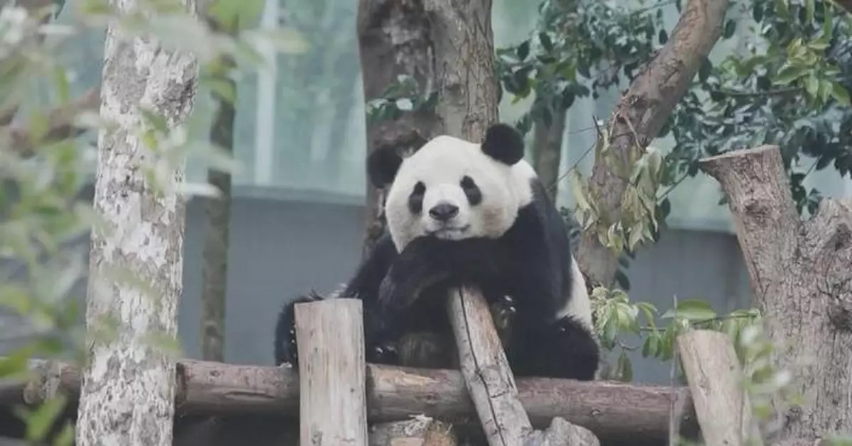 Chinese fans, keeper bid farewell as two giant pandas head to U.S. for 10-year stay