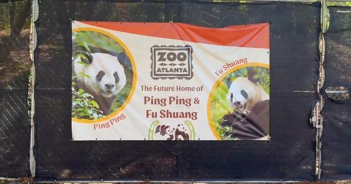 New pandas arrive in Atlanta, stirring excitement and fond memories