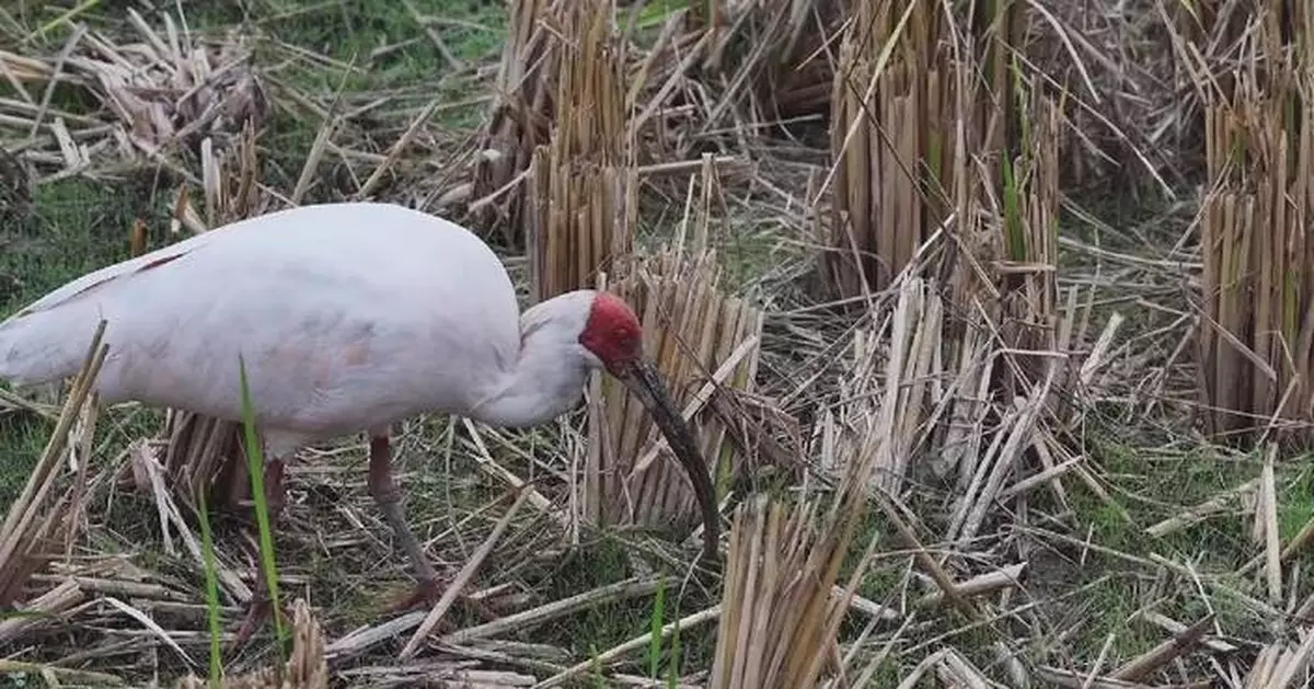 Endangered crested ibises spotted foraging in Shaanxi rice field after autumn harvest