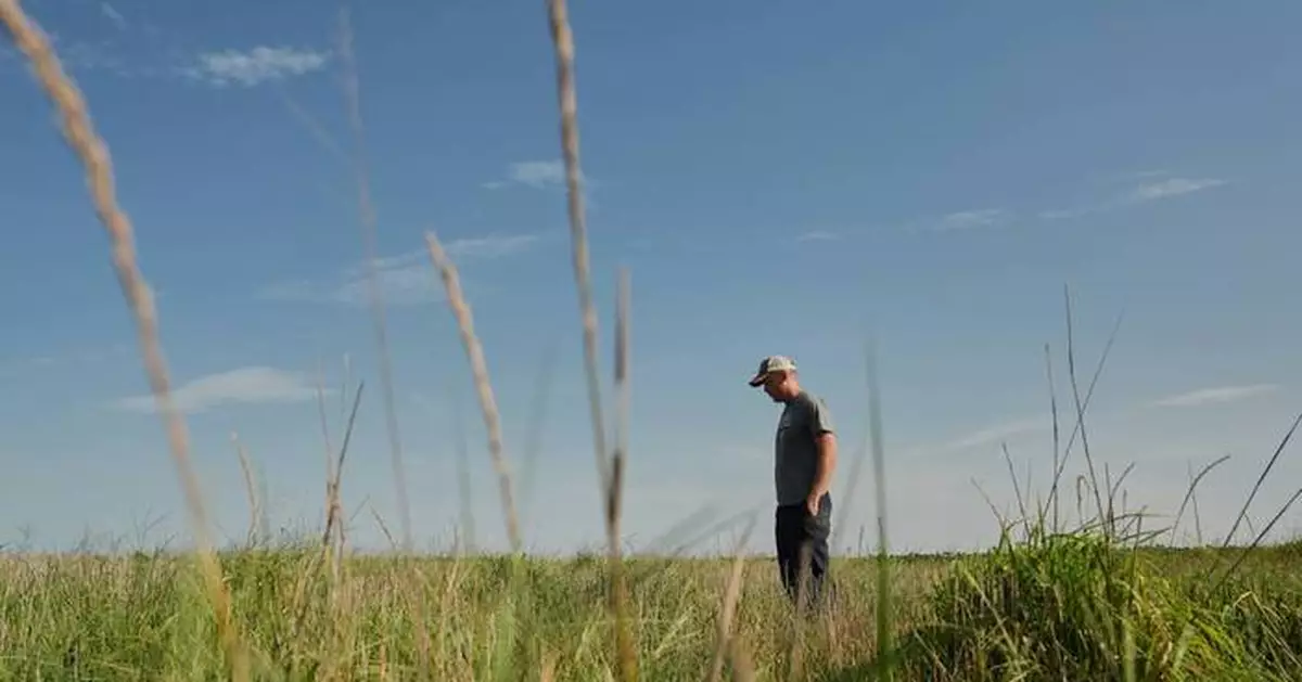 Farmers turn to perennial grains as one solution to extreme weather