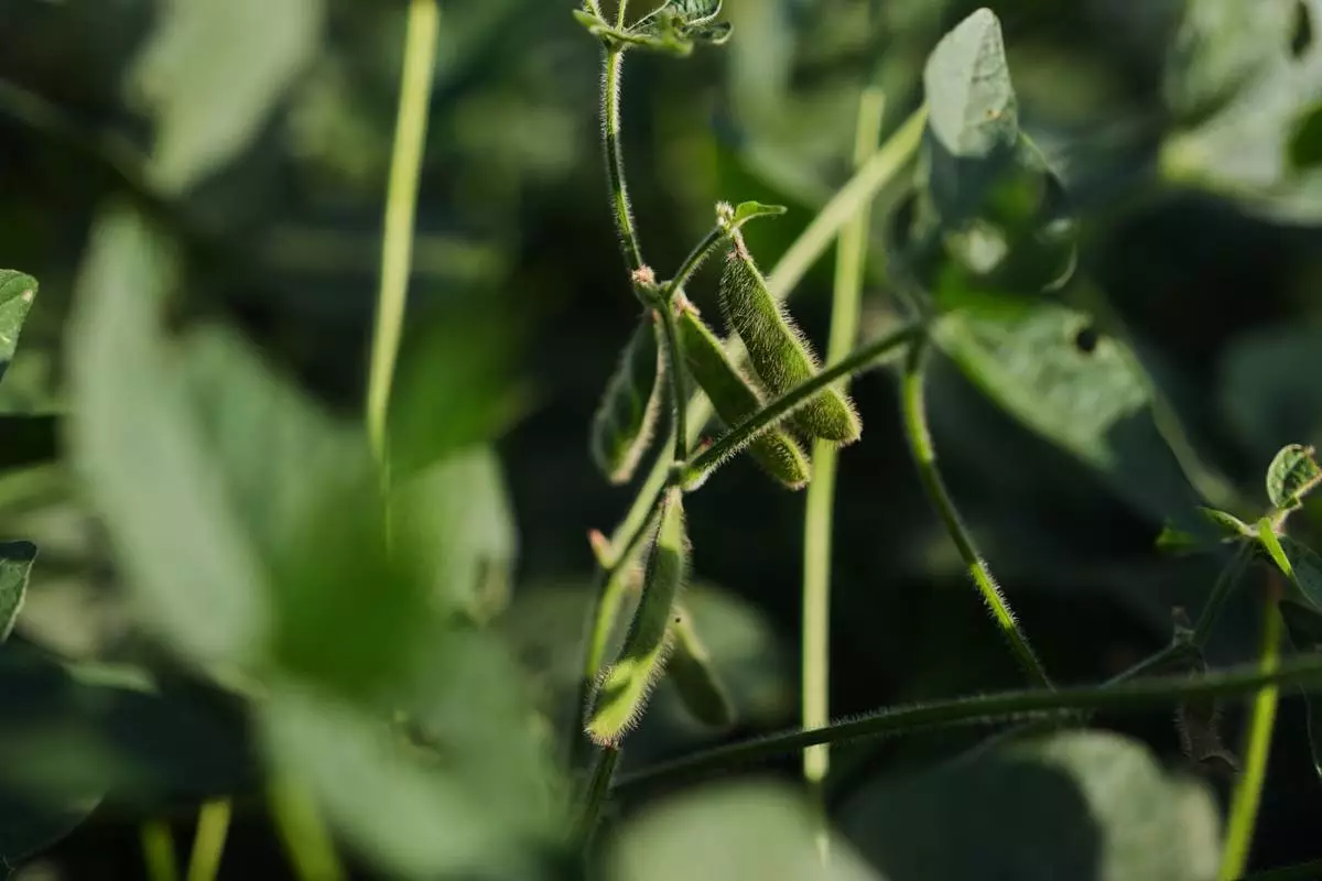 Genetically-engineered soybeans grow Tuesday, Sept. 1, 2026, at a research farm in Champaign, Ill. (AP Photo/Joshua A. Bickel) CORRECTS: Spelling of location to Champaign from Champagne
