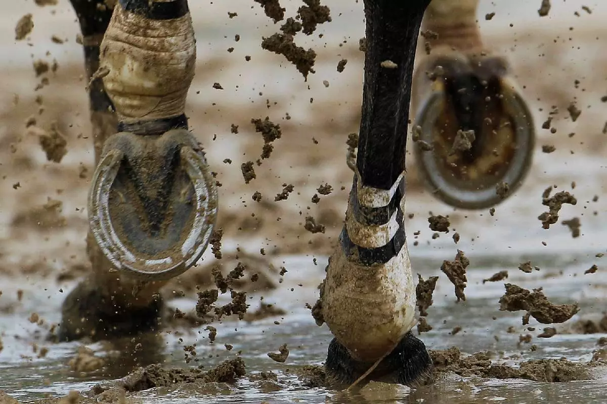 FILE - A horse runs through some mud during a race before the 136th Kentucky Derby horse race at Churchill Downs Saturday, May 1, 2010, in Louisville, Ky. (AP Photo/Rob Carr, File)