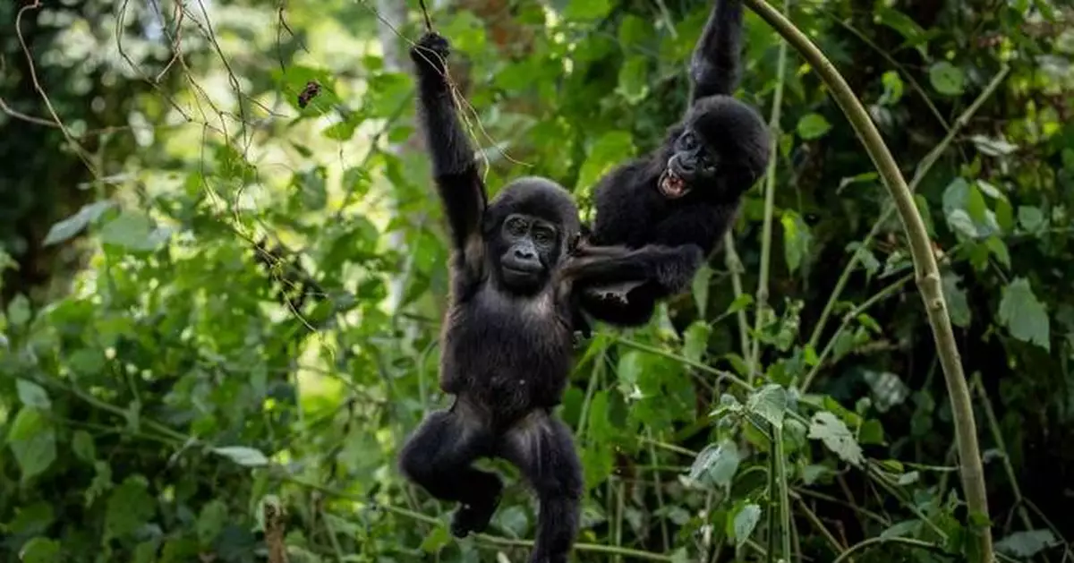 Ugandans plant trees near national park to keep people out of gorillas’ habitat