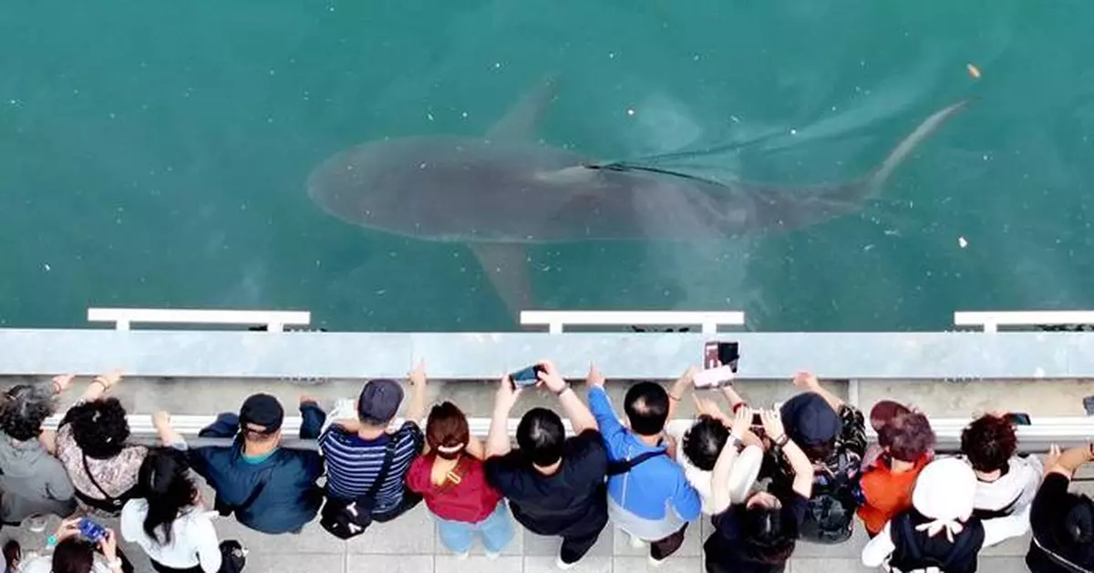 South Korea embraces a huge shark slowly circling a canal in the country's biggest port city