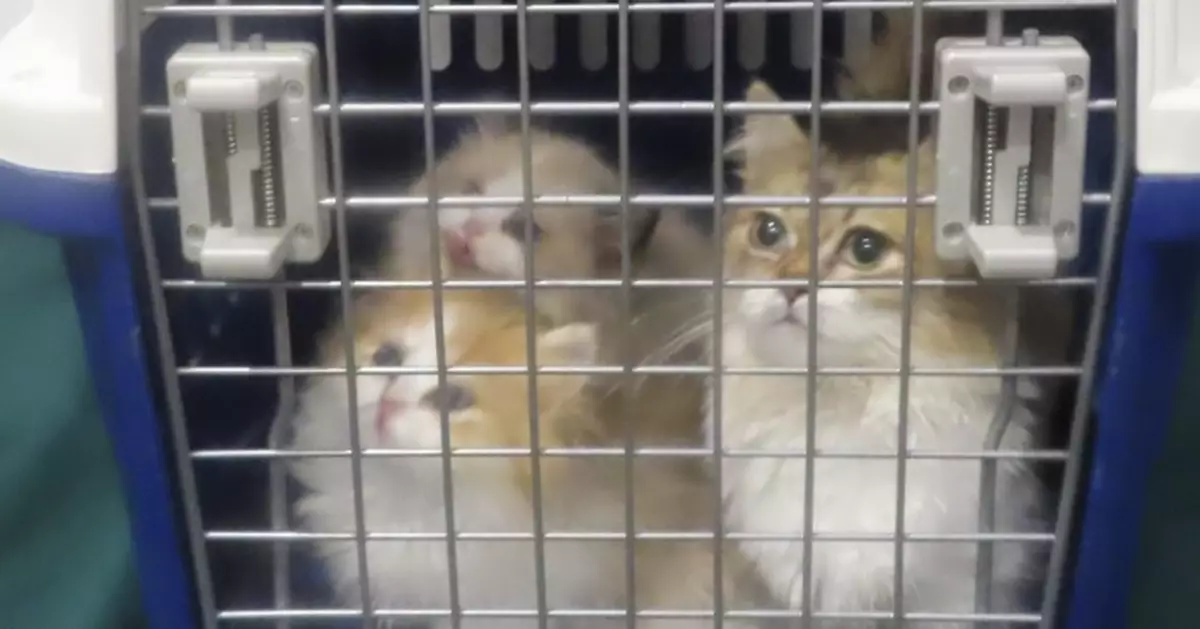 Hong Kong Customs Seizes Three Suspected Illegally Imported Cats at Chung Ying Street Checkpoint, Woman Arrested
