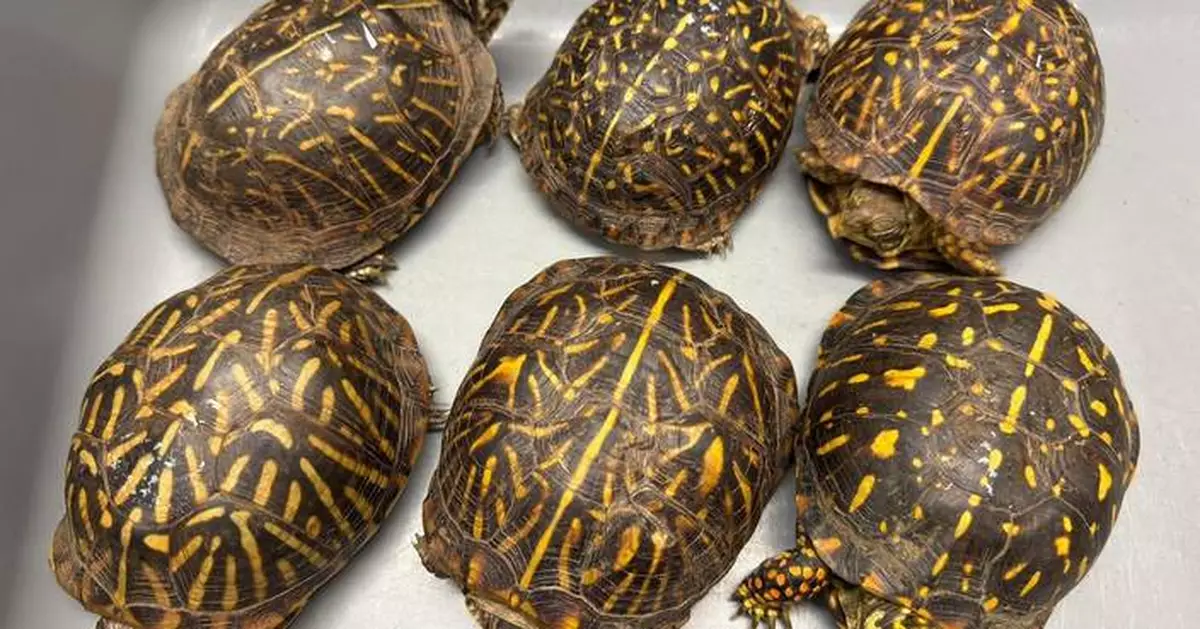 Hong Kong Customs Seizes Six Endangered Turtles Worth $36,000 at Airport