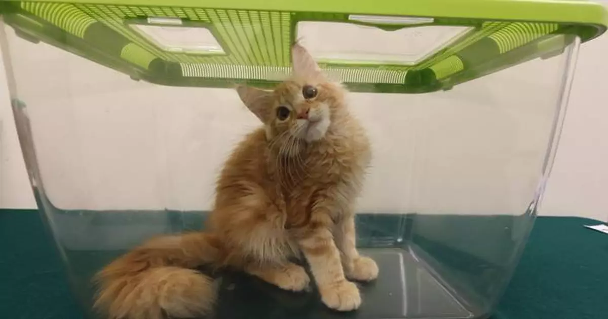 Hong Kong Customs Seizes Suspected Illegally Imported Live Cat Worth About $25,000 at Lok Ma Chau Spur Line Control Point